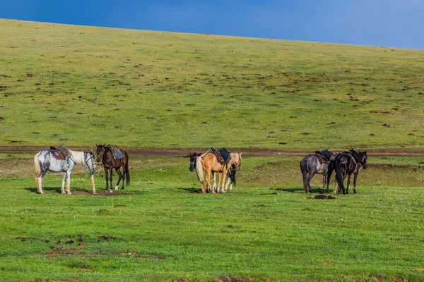 Gefesselte Pferde Der Nähe Des Song Kul Sees Kirgisistan — Stockfoto