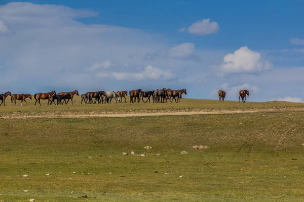 吉尔吉斯斯坦宋国湖畔草地上的马 — 图库照片