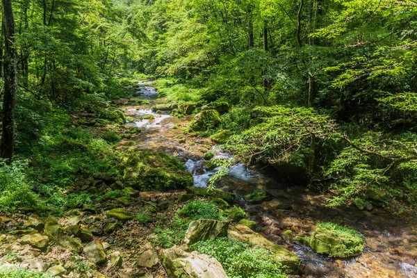 Vue Ruisseau Golden Whip Dans Parc Forestier National Zhangjiajie Dans — Photo