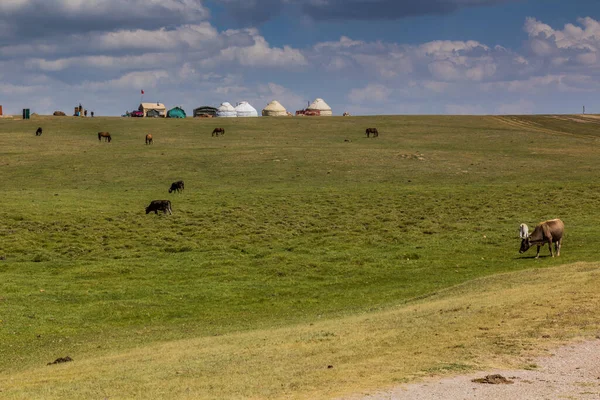 Vaches Chevaux Dans Camp Yourtes Près Lac Song Kul Kirghizistan — Photo