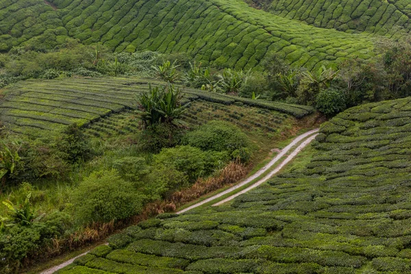 Blick Auf Eine Teeplantage Den Cameron Highlands Malaysia — Stockfoto