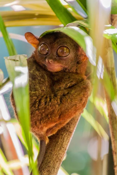 Tarsier Philippin Carlito Syrichta Sur Île Bohol Philippines — Photo