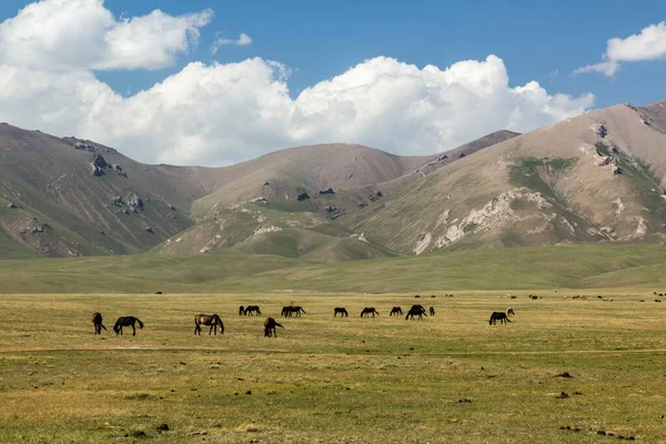 Chevaux Sur Une Prairie Dans Les Montagnes Kirghizistan — Photo