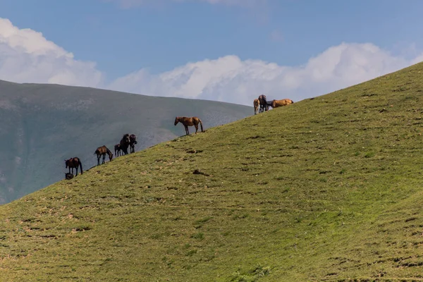 Cavalos Pasto Perto Lago Song Kul Quirguistão — Fotografia de Stock