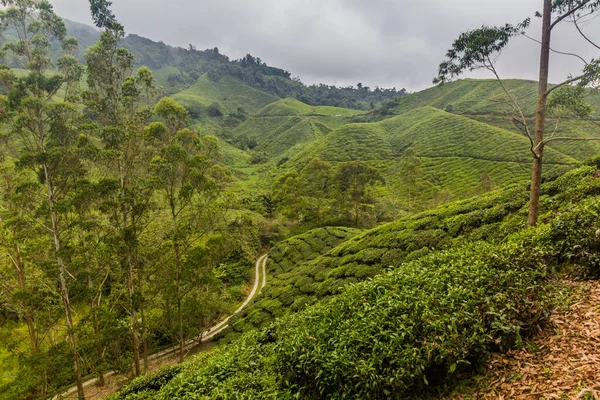 Blick Auf Eine Teeplantage Den Cameron Highlands Malaysia — Stockfoto