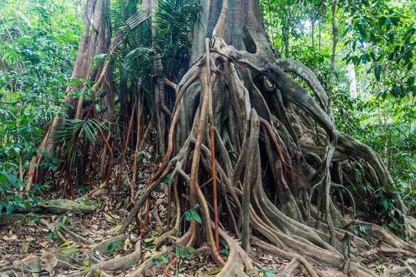 Árvore Gigante Parque Nacional Taman Negara Malásia — Fotografia de Stock