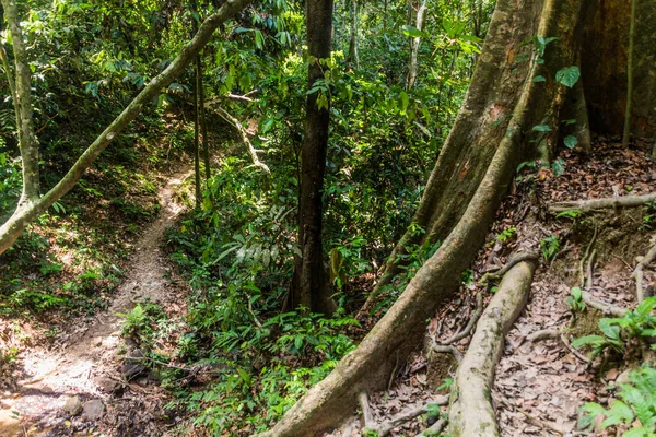 Sendero Selva Parque Nacional Taman Negara Malasia —  Fotos de Stock