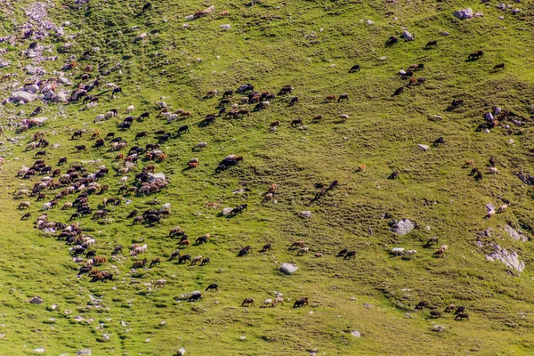 Rebaño Ovejas Prado Cerca Karakol Kirguistán —  Fotos de Stock