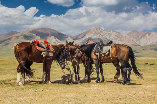 Hästar Nära Sjön Song Kul Kirgizistan Stockbild