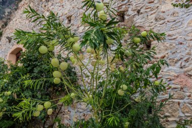 Yunanistan 'ın Peloponnese yarımadasındaki Mystras' taki Pantanassa Manastırı 'nda yetişen Gomphocarpus physocarpus (balon bitkisi)