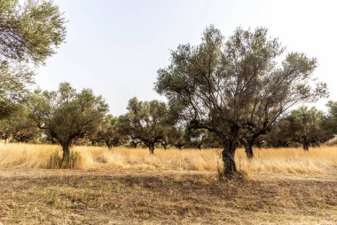 Yunanistan 'ın Mora yarımadasında antik Sparta yakınlarında zeytinlik