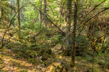 Yunanistan 'ın Moreloponnese yarımadasındaki Elati köyü yakınlarındaki Milaon Nehri yakınlarındaki orman