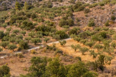 Yunanistan 'ın Mora yarımadasındaki Mycenae yakınlarında zeytin korusu