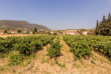 Yunanistan 'ın Mora yarımadasında Argos yakınlarındaki üzüm bağları