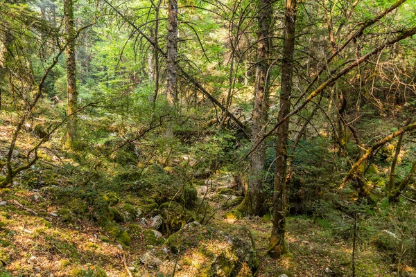 Yunanistan 'ın Moreloponnese yarımadasındaki Elati köyü yakınlarındaki Milaon Nehri yakınlarındaki orman