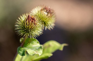 Uzun saçlı İskoçyalı tarlada