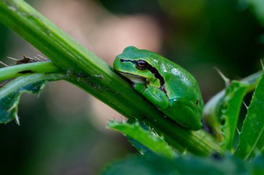 Cins yeşil ağaç kurbağaları ailesinin bir üyesidir