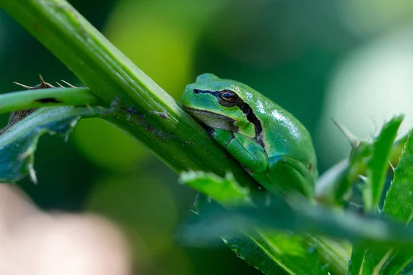 The genus Hyla is a member of the family of tree frogs