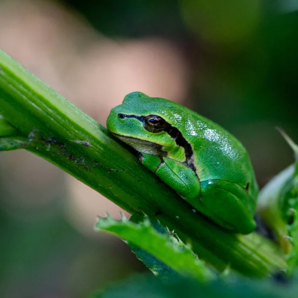 Cins yeşil ağaç kurbağaları ailesinin bir üyesidir