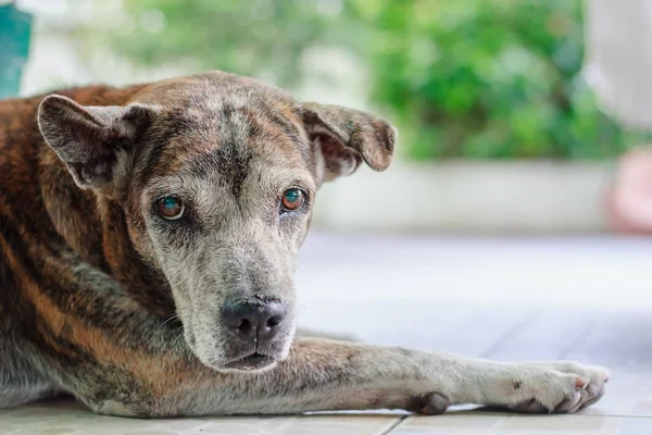 Hasta köpek ile mydriasis belirtiler ya da görme engelliler için evde beslenen hayvan sağlık kavramı neden genişletmek için öğrenciler portresi