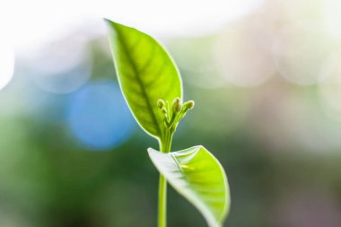 Doğa kavramı için doğal arka plan bulanık karşı yeşil bitki yetiştirme