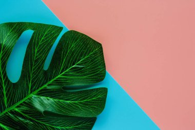 Renk arka plan dekorasyon için yeşil palmiye yaprağı
