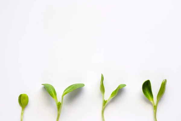 Germogli Legume Sfondo Bianco Concetto Alimentazione Sana — Foto Stock