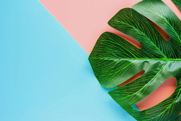 Renk arka plan dekorasyon için yeşil palmiye yaprağı