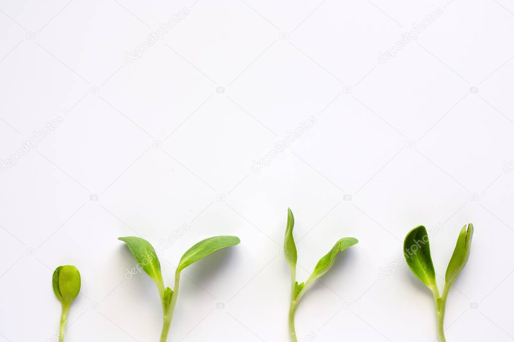 legume sprouts on white background, healthy eating concept