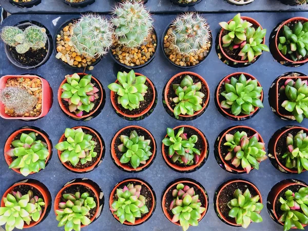 Groep Van Cactus Bloempot Voor Natuur Tuinieren Concept — Stockfoto
