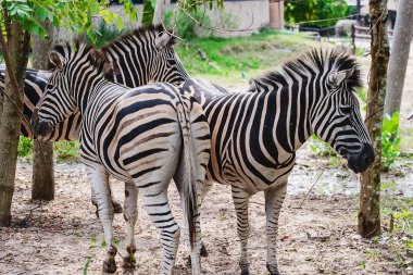 Zebra doğa hayvan ve vahşi yaşam konsepti için