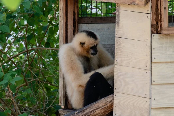 Pileated Gibbon Tree House Animal Wildlife Concept — Stock Photo, Image