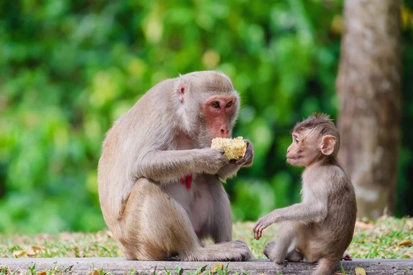 Małpa Opieki Nad Dziećmi Naturze Dla Zwierząt Przyrody Koncepcji — Zdjęcie stockowe