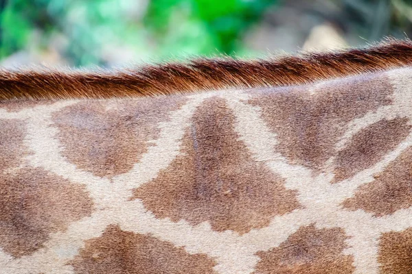 Skin of Giraffe with the spotting pattern for animal and wildlife concept