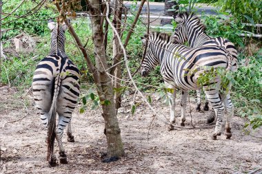 Zebra doğada alt