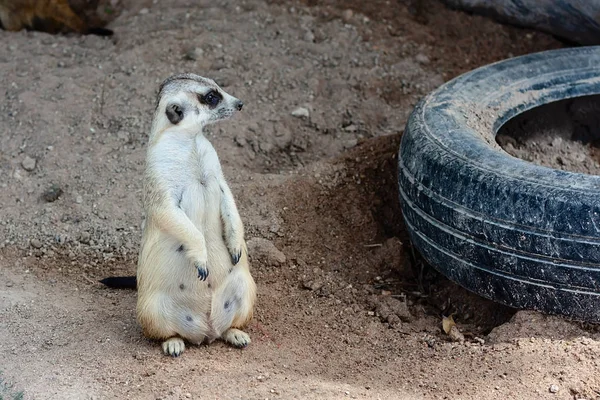Meerkat assis sur le sable — Photo