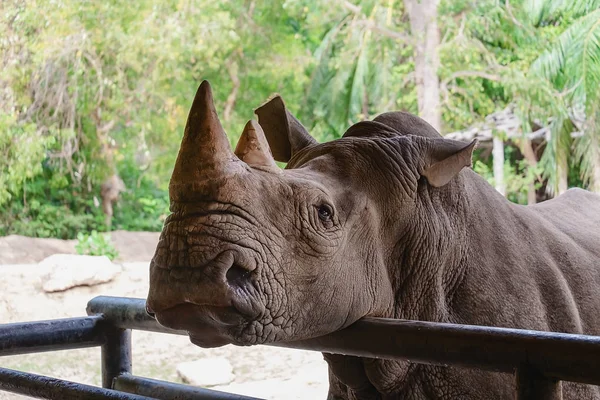 White Rhino — Stock Photo, Image