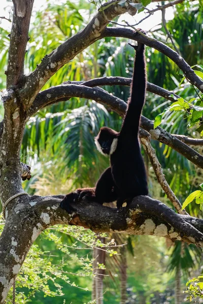 Gibbon climbing on the tree for animal and wildlife concept