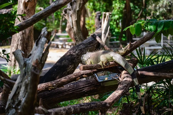 Rhinoceros Iguana Cyclura Cornuta Nature Animals Wildlife Concept — Stock Photo, Image