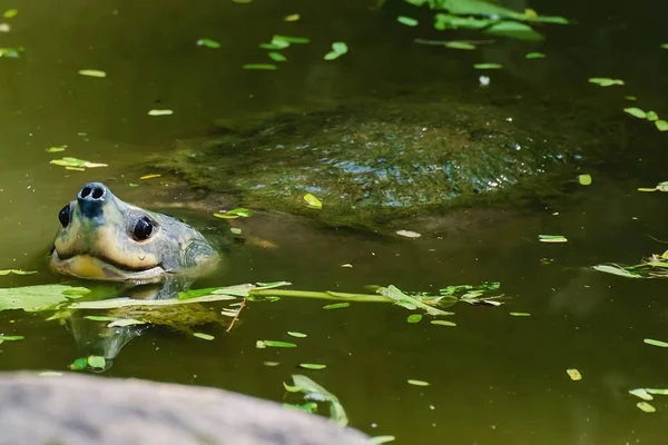Schildkröte Teich Für Tiere Und Meeresreptilien Konzept — Stockfoto