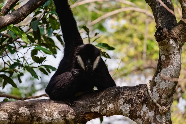 Gibbon Climbing Tree Animal Wildlife Concept — Stock Photo, Image