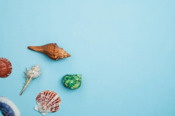 Sea shells on blue background for decoration and travelling concept