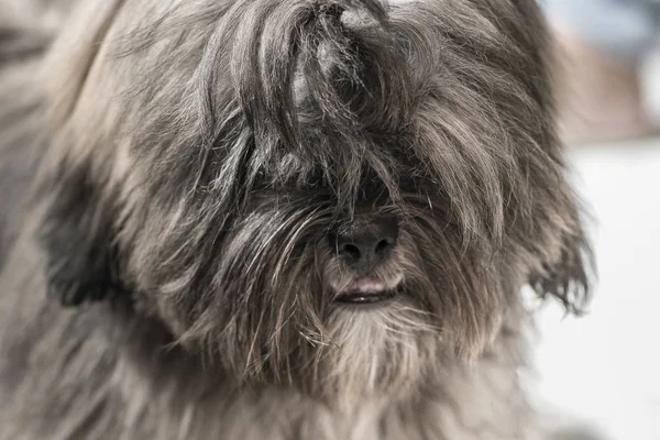 Dog headshot Lhasa Apso portrait with long hair and hidden eyes