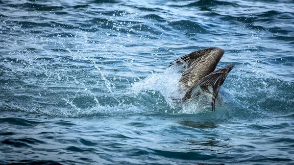 Pelikan deniz suyu ise avcılık içine sıçramasına
