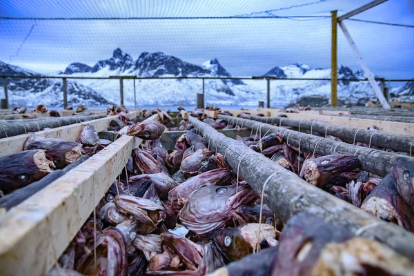Hisse senedi balık raf karlı dağları ile Norveç'te kurutulmuş Koi balık kafası ile kurutma