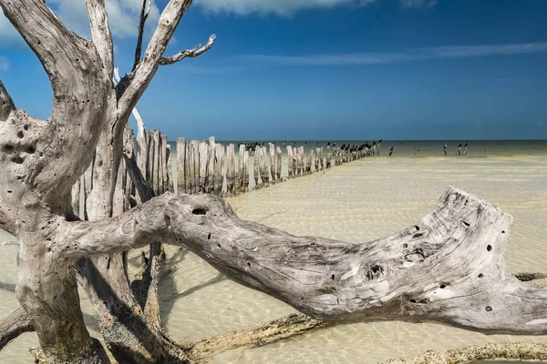 Flatör ahşap üzerinde shore, Meksika Körfezi'nde çok sığ suda suda ahşap holü bir sıra ile 