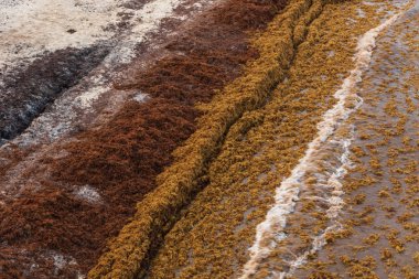 Sargassum yosun kapsar popüler tatil beach, Playa Del Carmen Meksika, 21 Ağustos 2018 /