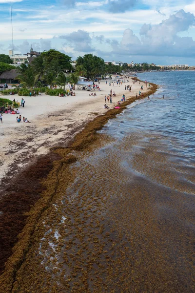Sargassum yosun kapsar popüler tatil beach, Playa Del Carmen Meksika, 21 Ağustos 2018 /