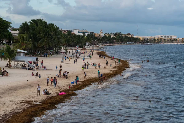 Sargassum yosun kapsar popüler tatil beach, Playa Del Carmen Meksika, 21 Ağustos 2018 /