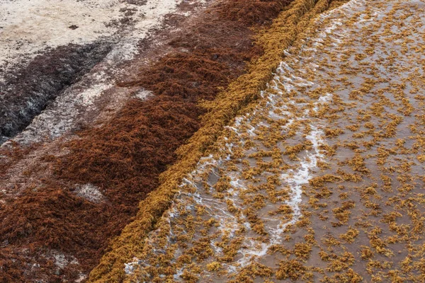 Sargassum algae covers the popular vacation beach of Playa Del Carmen in Mexico, 21 of August 2018
